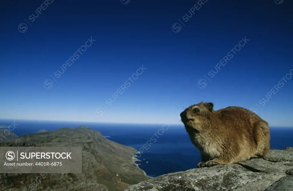 A marmot, South Africa.