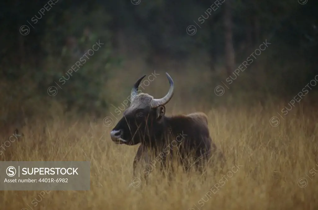 A gaur, India.