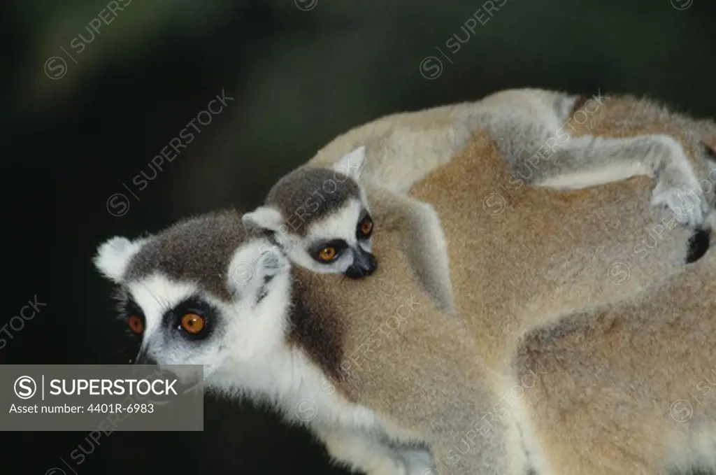 Ring-tailed lemurs, Madagascar.
