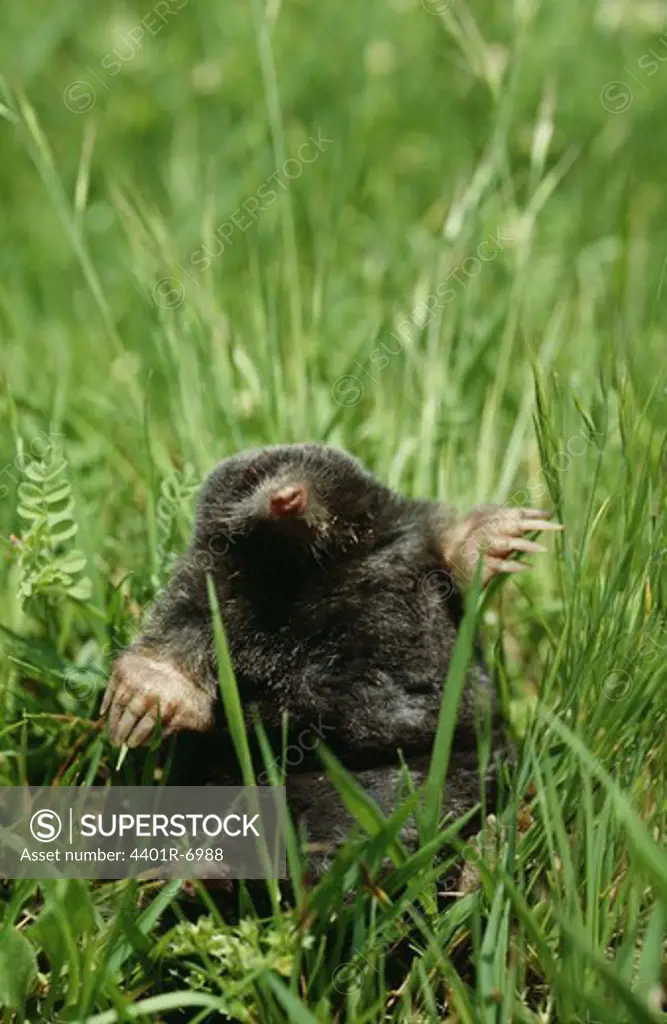 A mole in the grass, Spain.
