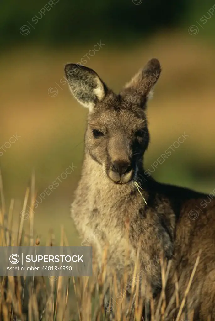 A kangaroo, Australia.