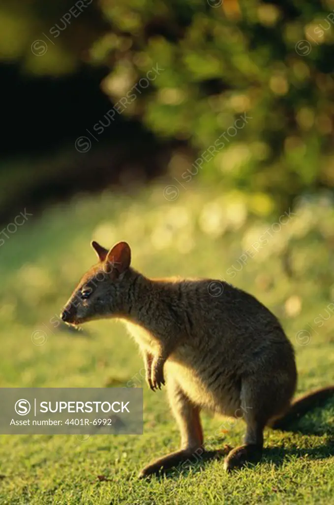 A kangaroo, Australia.