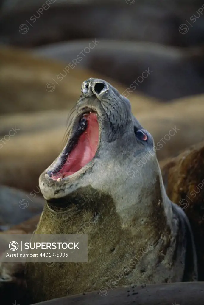 An elephant seal, Antarctic.