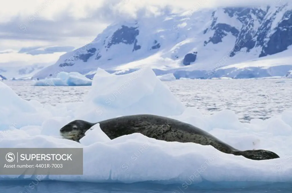 A leopard seal, Antarctic.