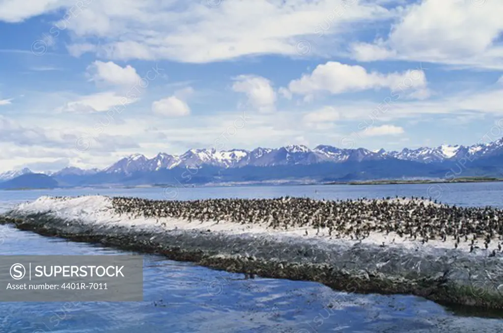 A cormorant colony, Argentine.