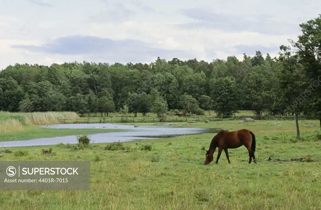 A horse, Sweden.