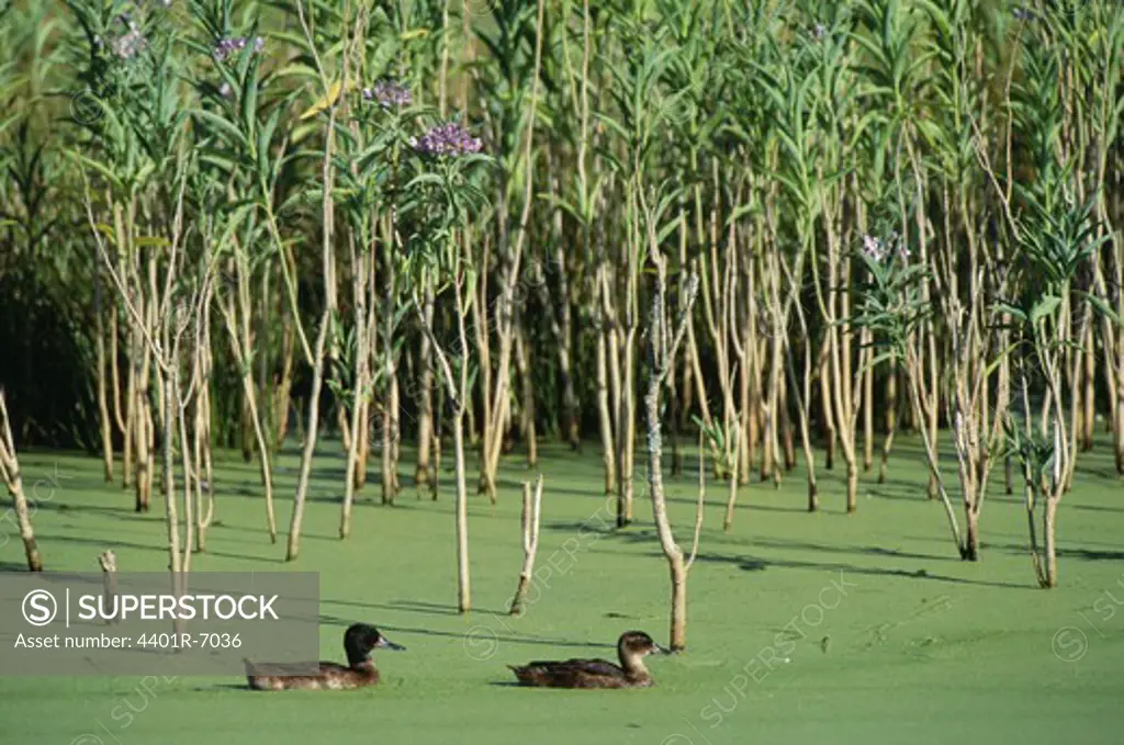 Wild ducks, Argentina.