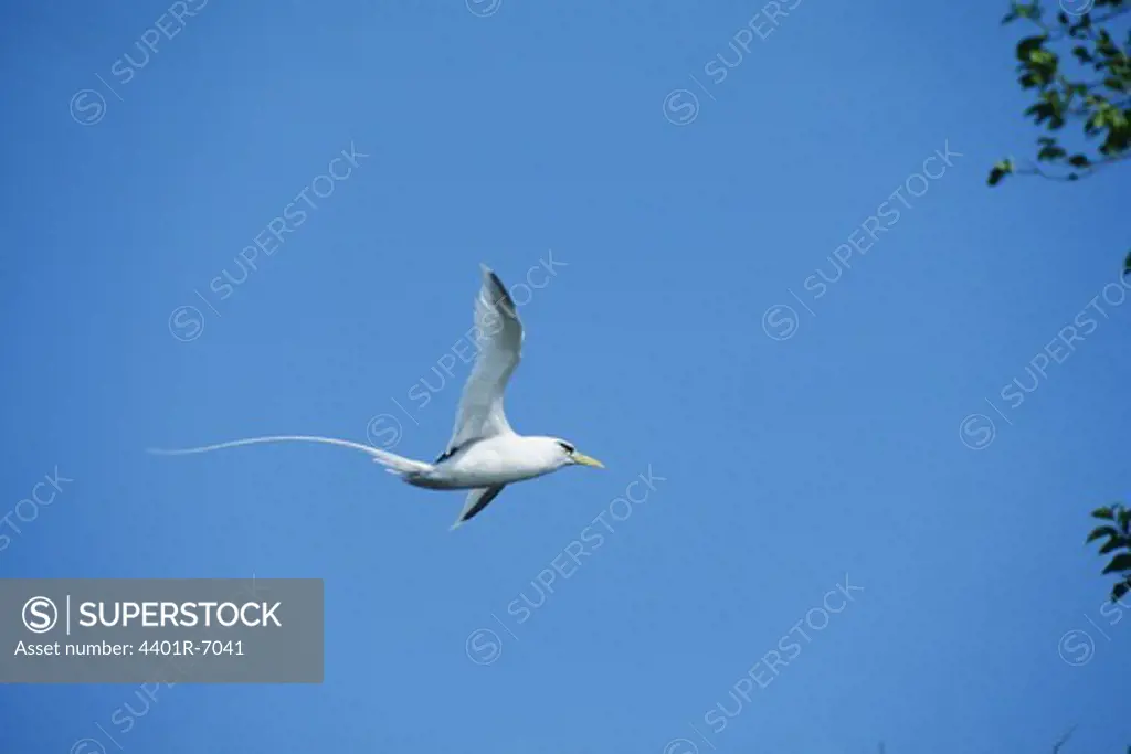 A white bird in the blue sky.