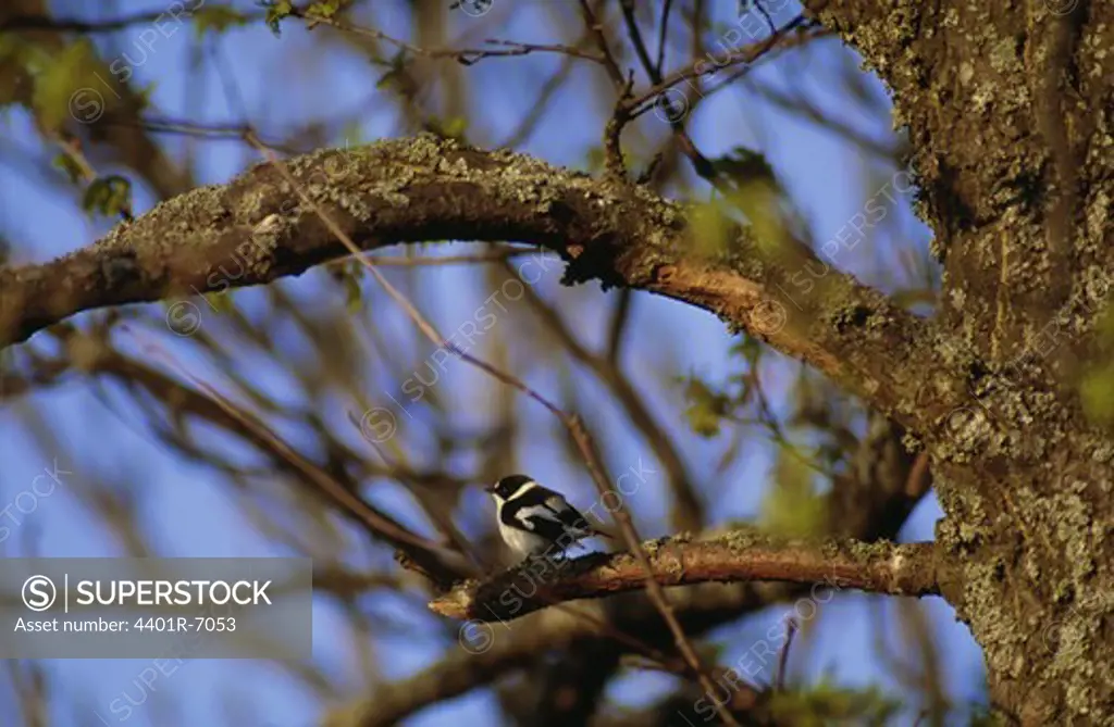 A collared flycatcher.