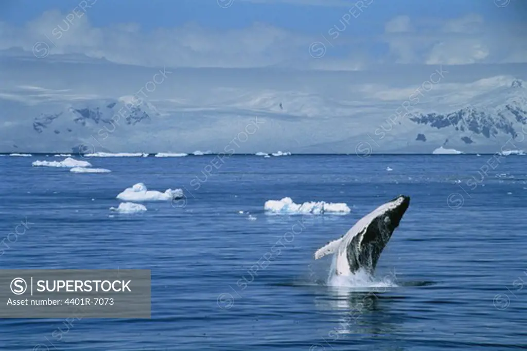 Humpback whale, the Antarctic.
