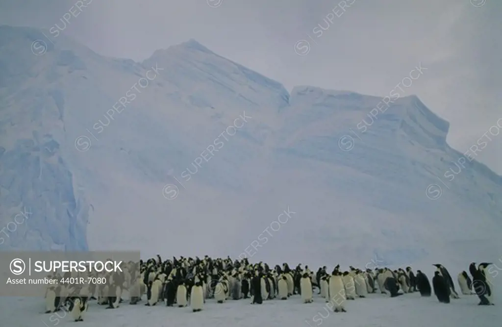 Emperor Penguins, the Antarctic.