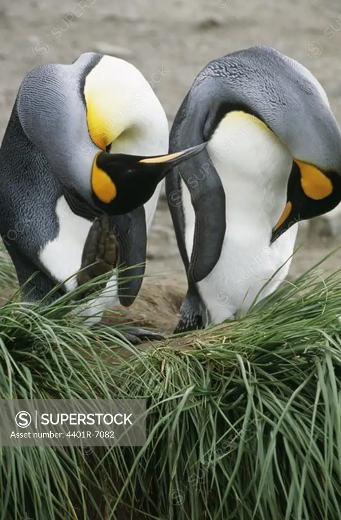 Two King Penguins, the Antarctic.