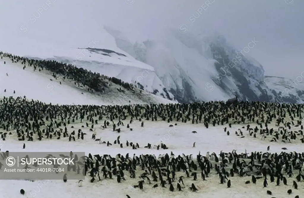 Chinstrap Penguins, the Antarctic.