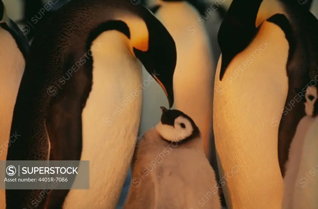 Emperor penguins, the Antarctic.