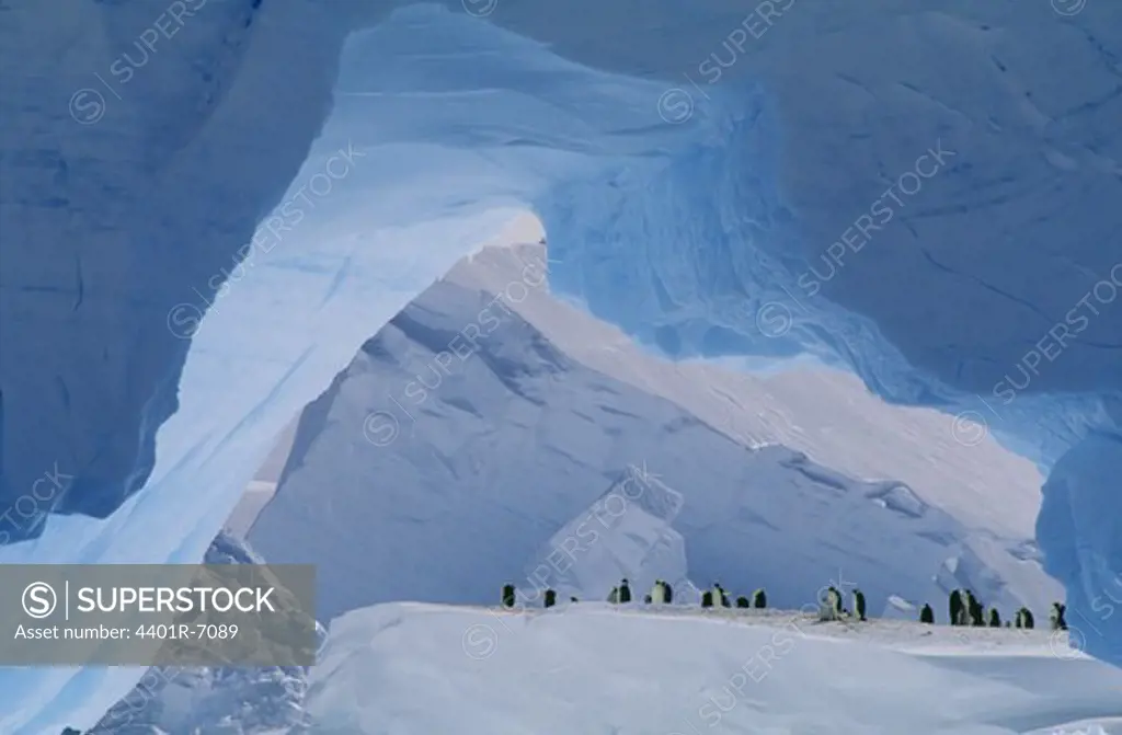 Emperor Penguins, the Antarctic.