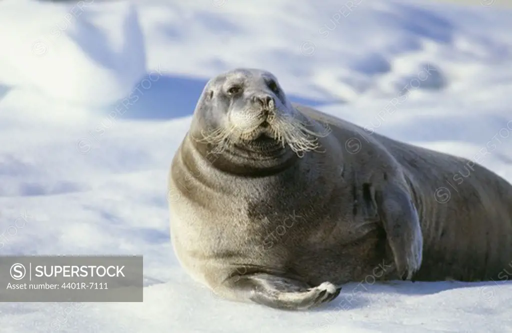 A Bearded Seal, Svalbard.
