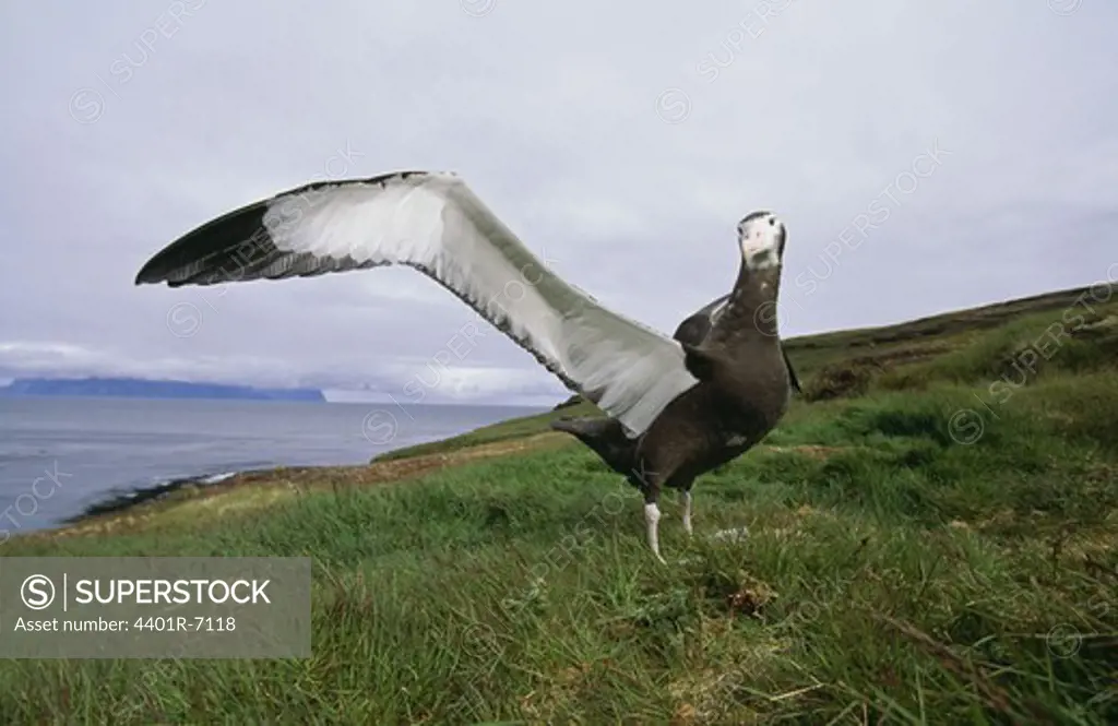 Young Wandering Albatross, the Antarctic.