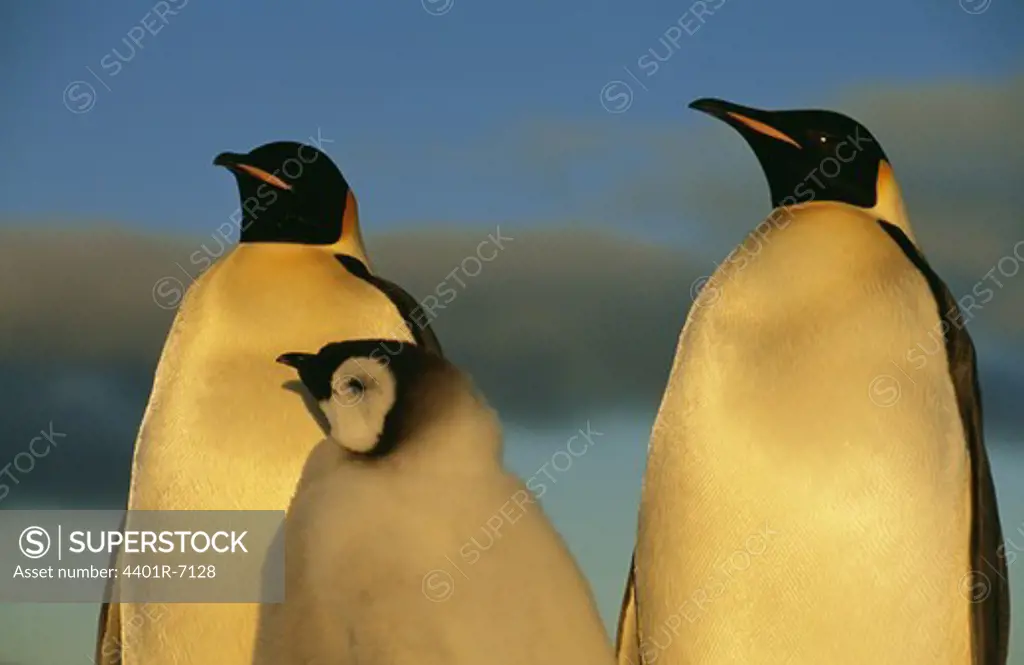Three emperor penguins, the Antarctic.