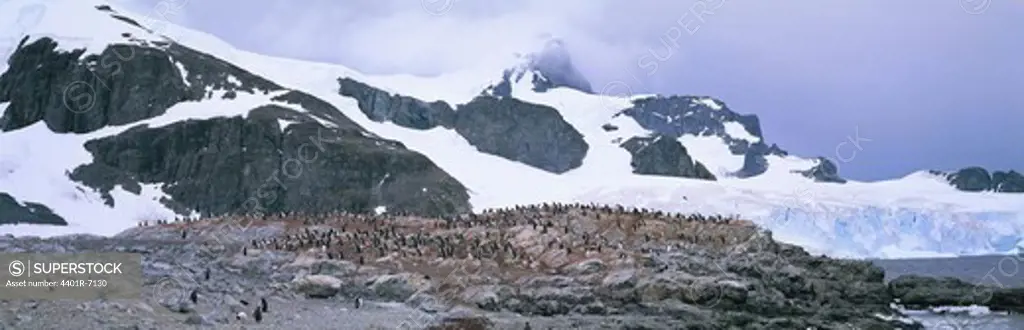 Gentoo Penguins, the Antarctic.