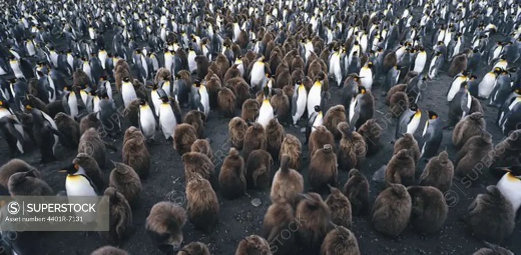 King penguins, the Antarctic.