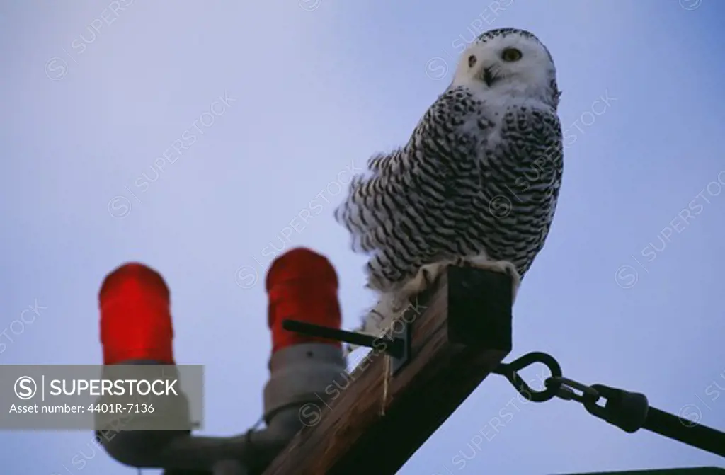 An owl on a pole.