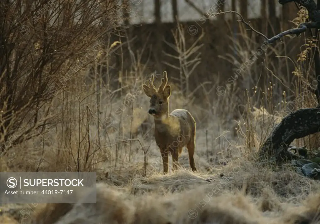 A roe deer, Sweden.