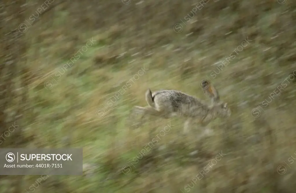 A hare jumping.