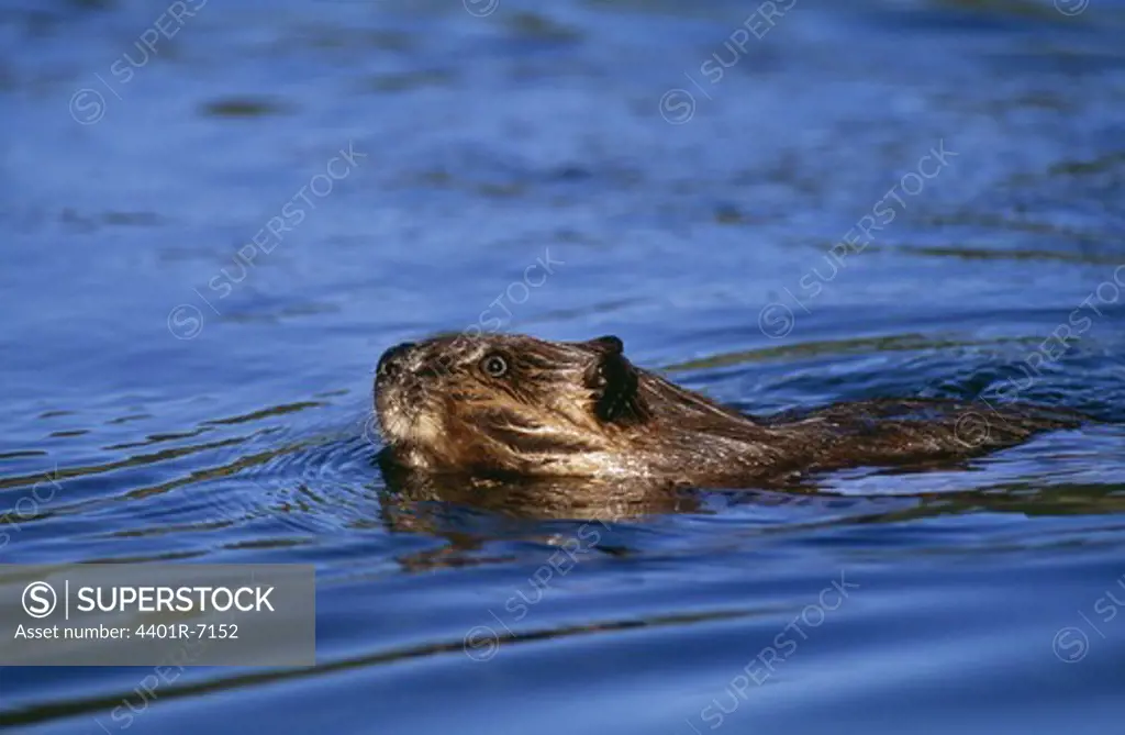 A swimming beaver.