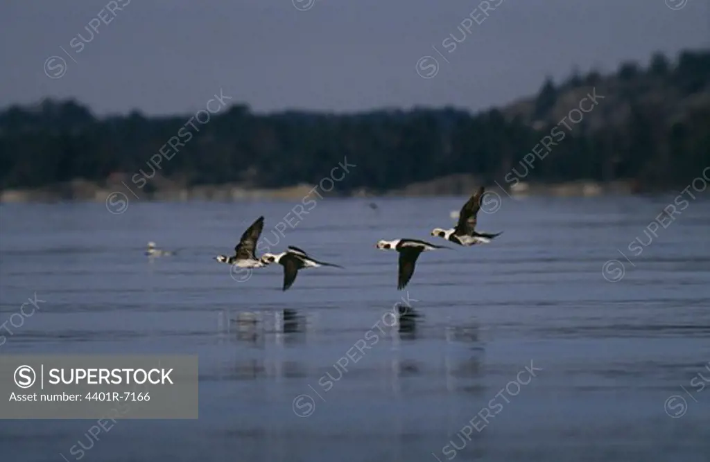 Long-tailed duck flying along the water, Sweden.