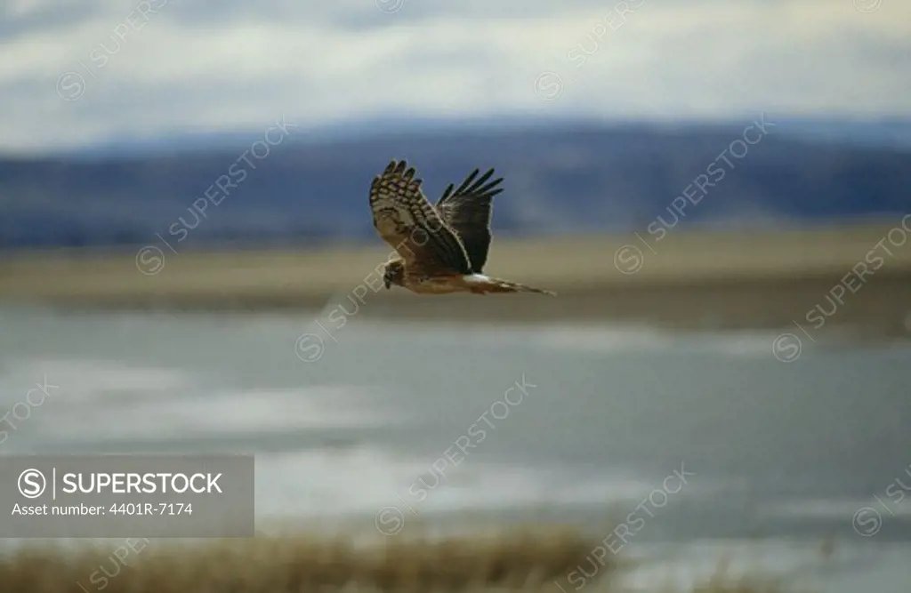 A Hen Harrier flying