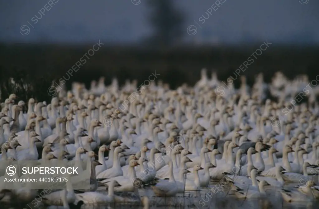 Snow geese, California.