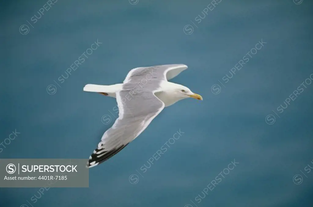 A flying gull.