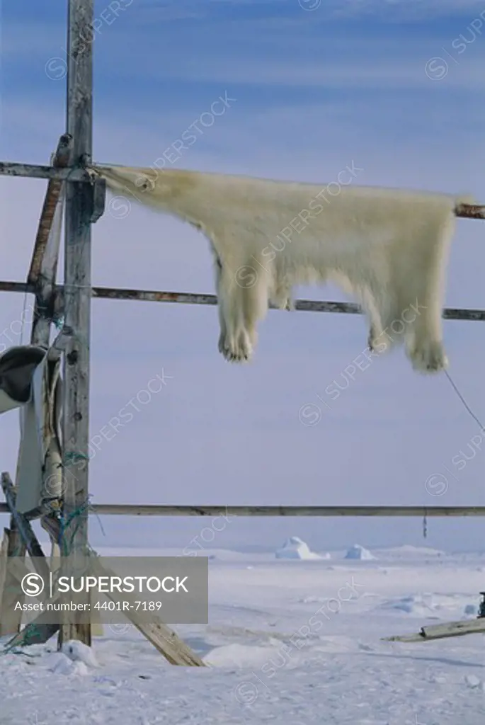 The skin of a polar bear drying, Greenland.