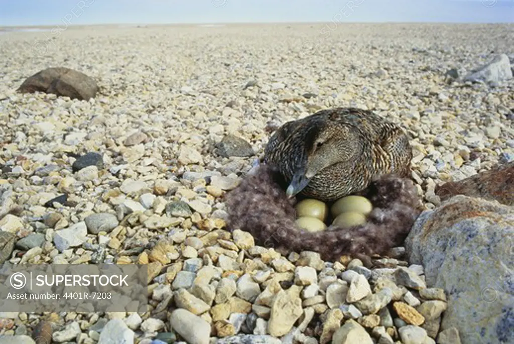 An eider duck brooding on eggs.