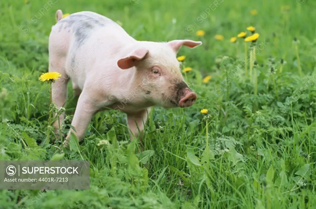 Piglet on ecological farm, Sweden.