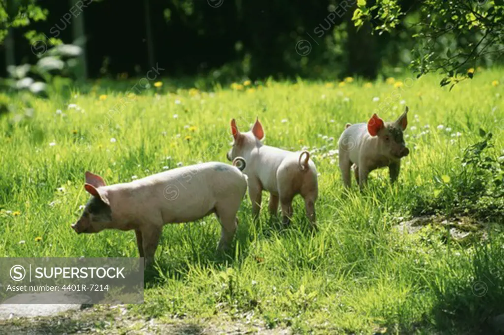Pigs on ecological farm, Sweden.