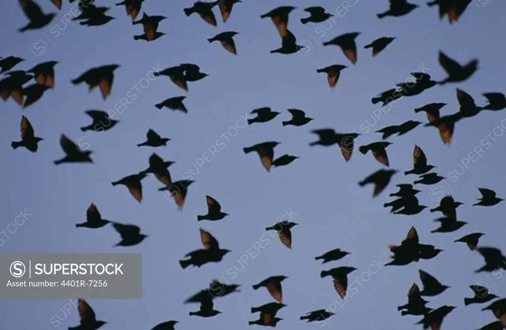 Starlings, Sweden.