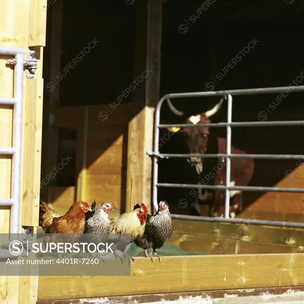 Hens and a cow in a farm, Sweden.