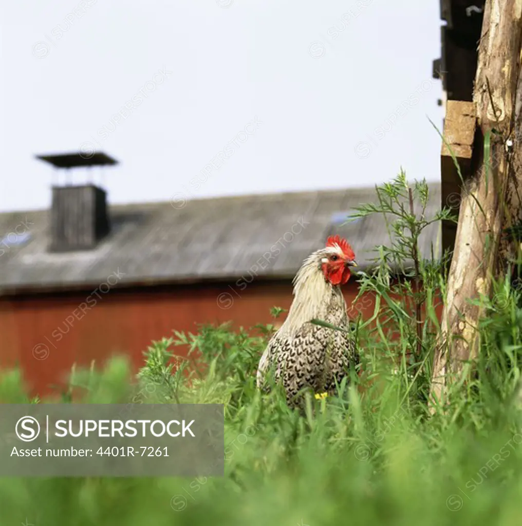 A rooster in a farm, Sweden.