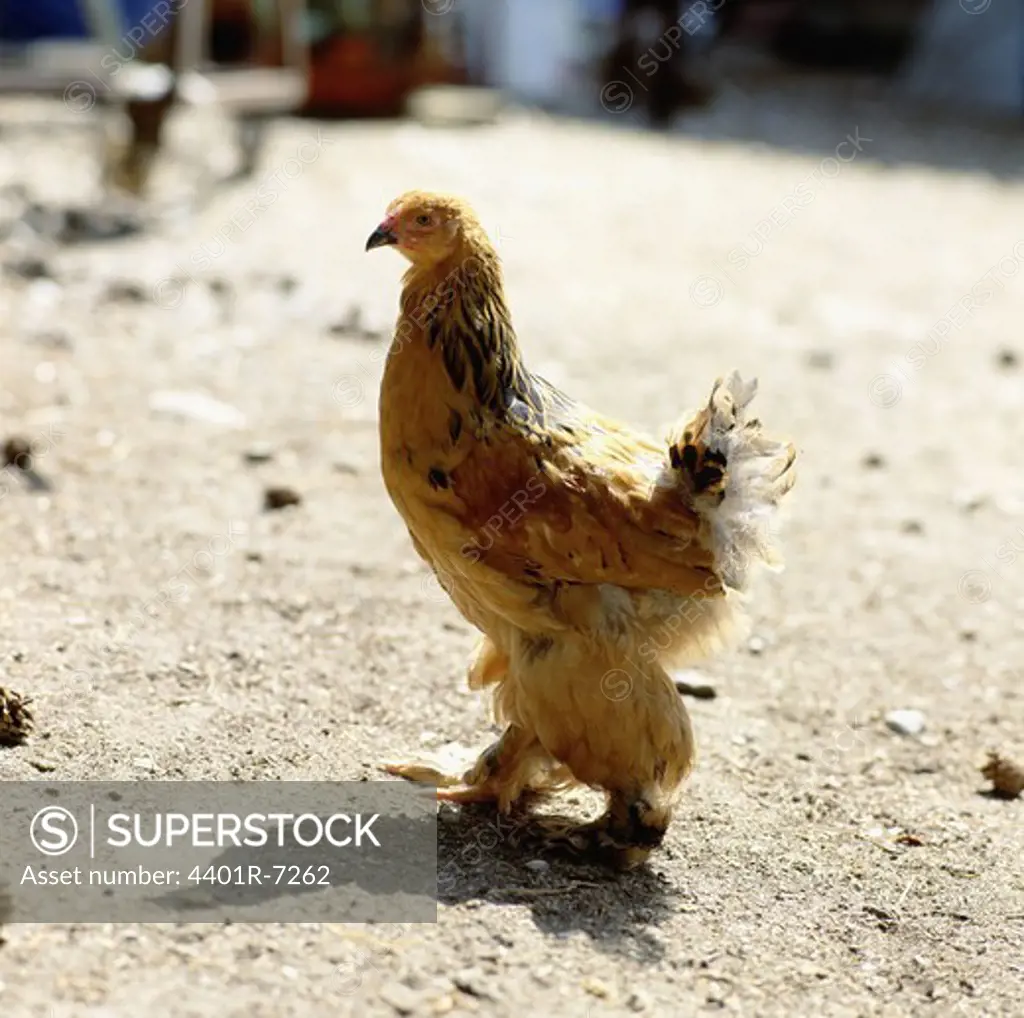 A hen in a farm, Sweden.