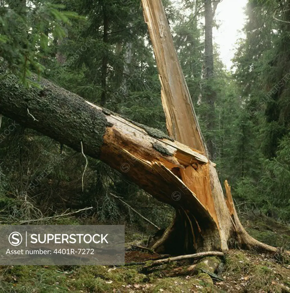A devastated spruce.