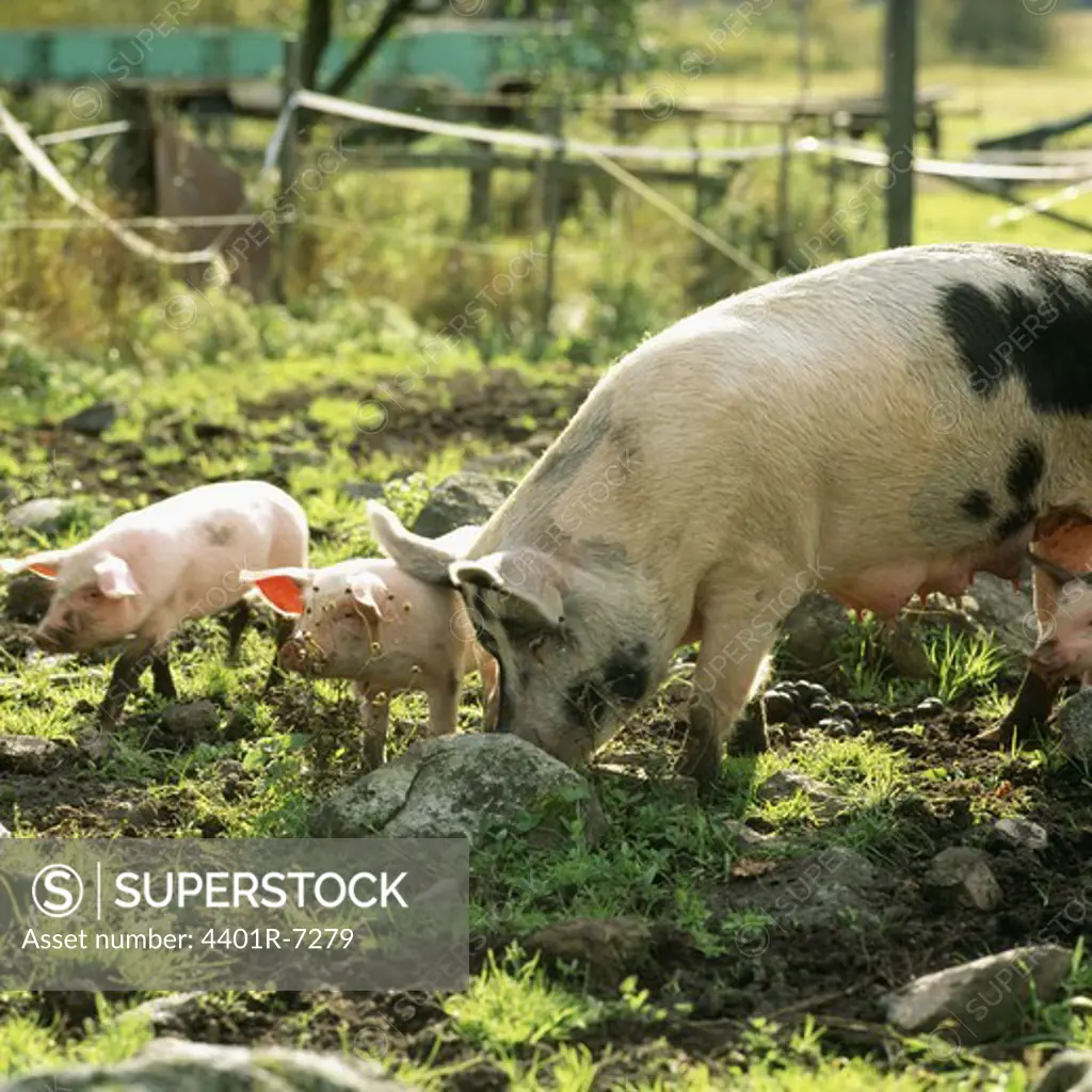 Pigs at a farm, Sweden.