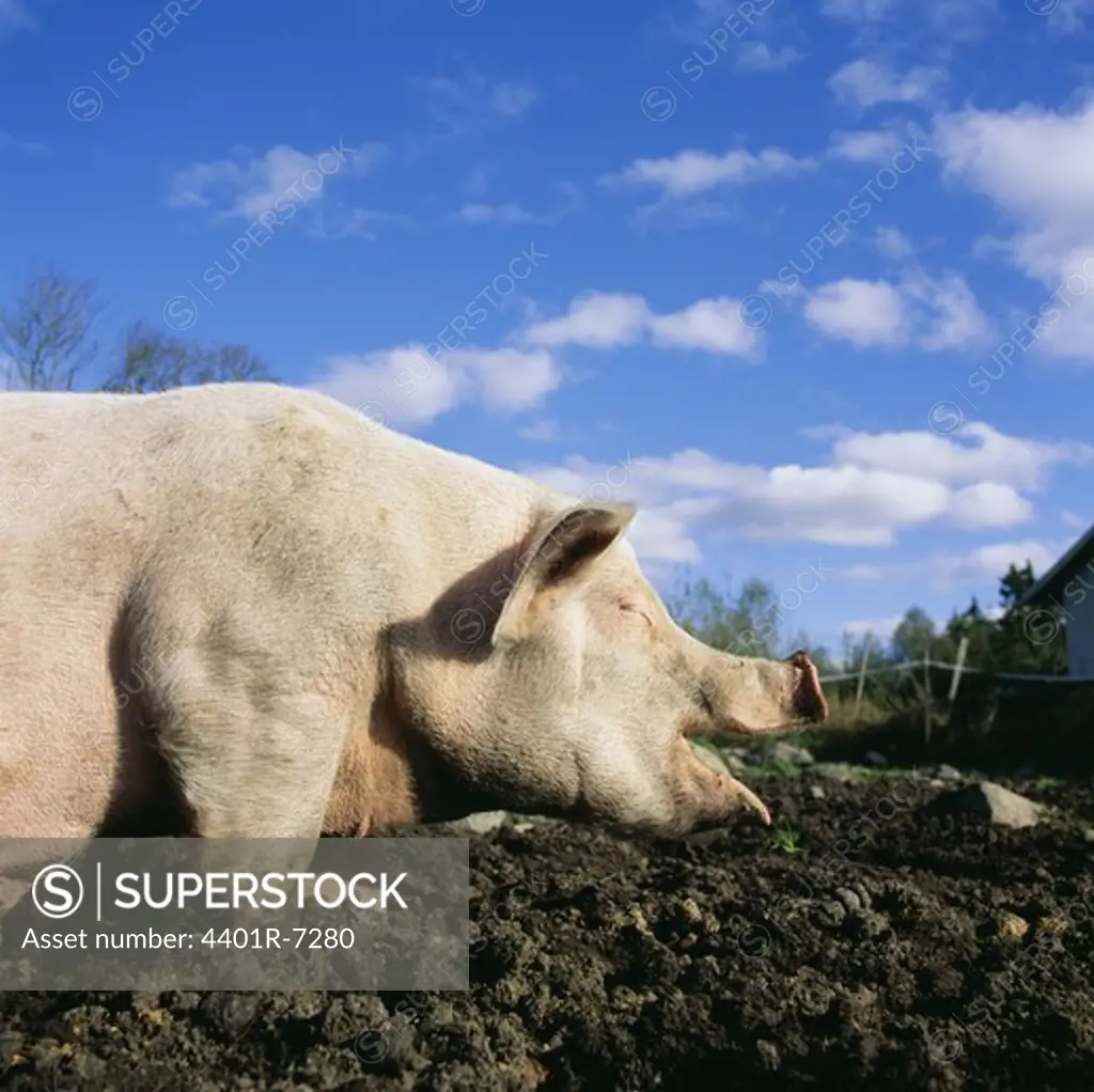 Pigs at a farm, Sweden.