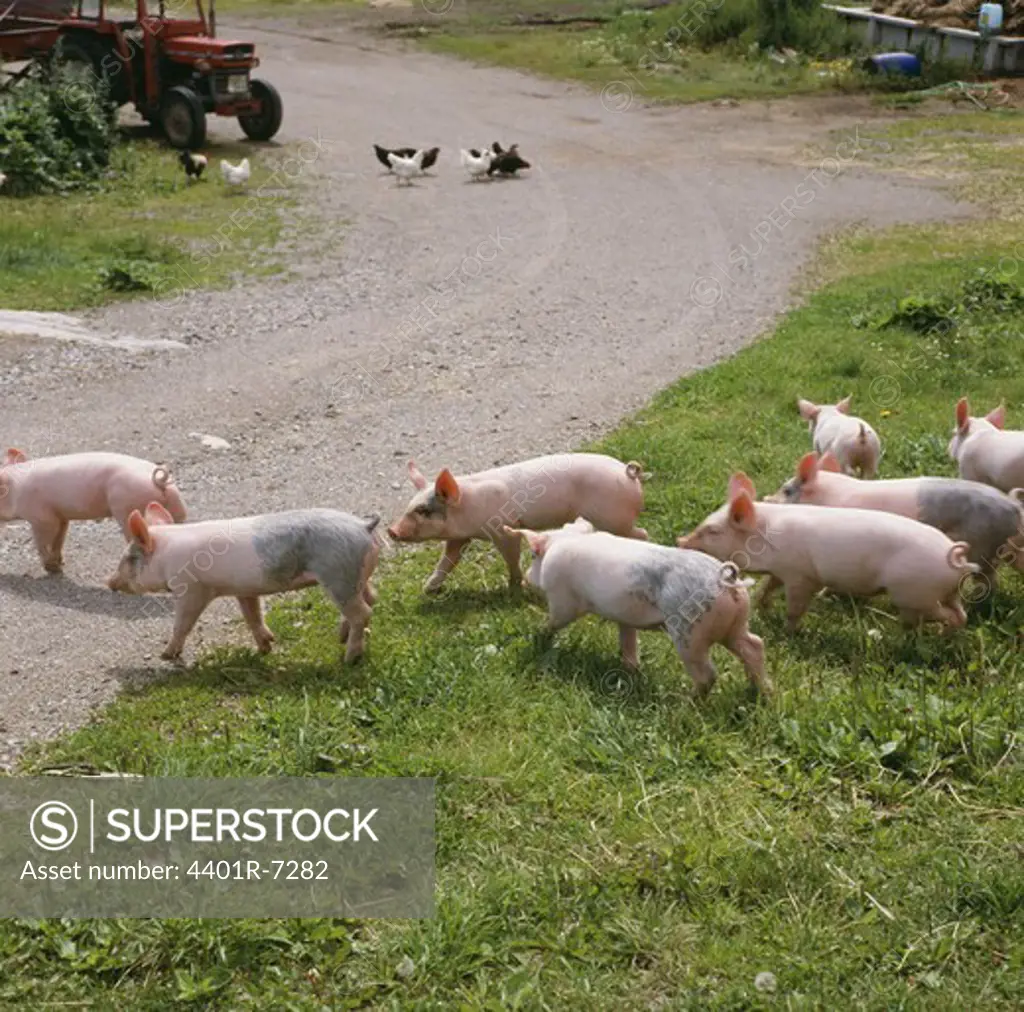 Piglets at a farm, Sweden.
