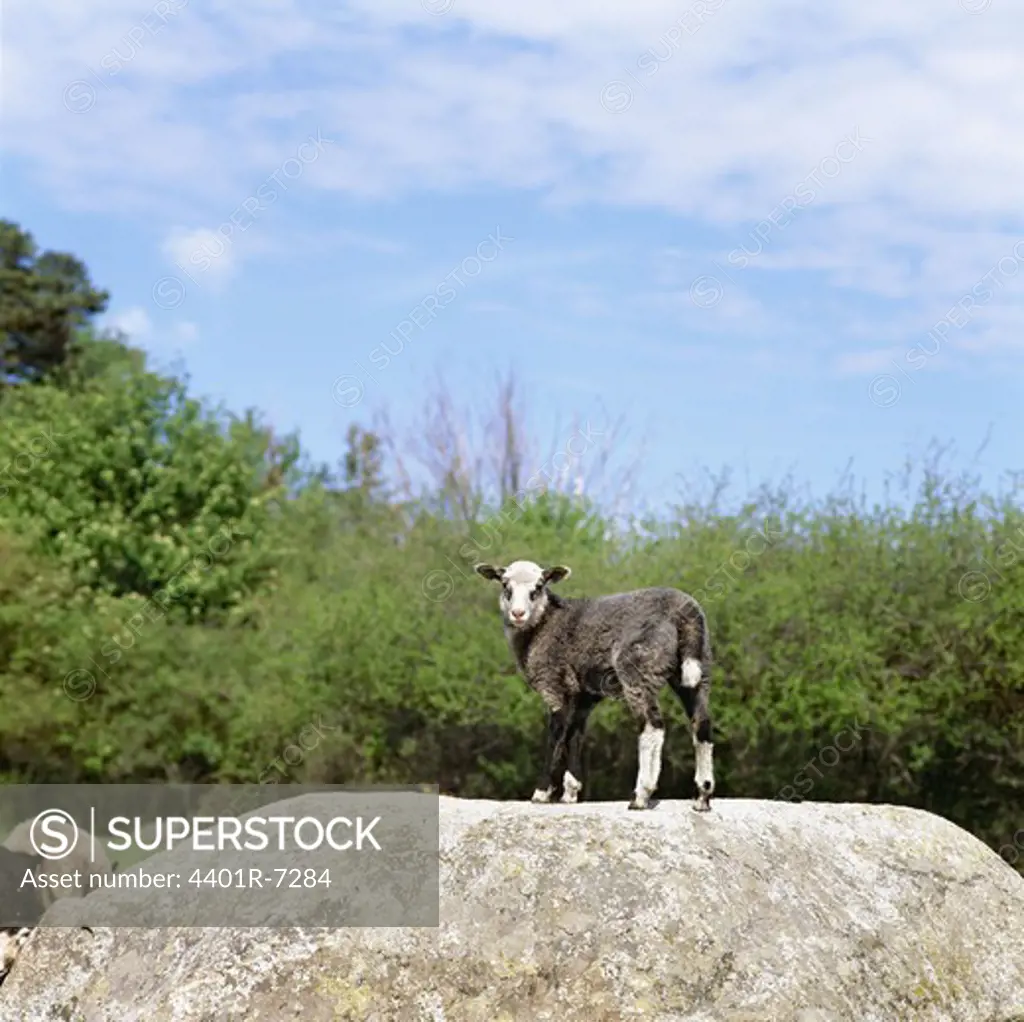A lamb on a stone at a farm, Sweden.
