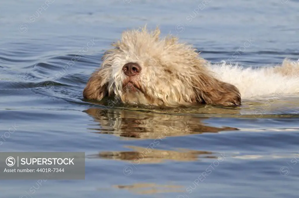 A swimming dog, Sweden.