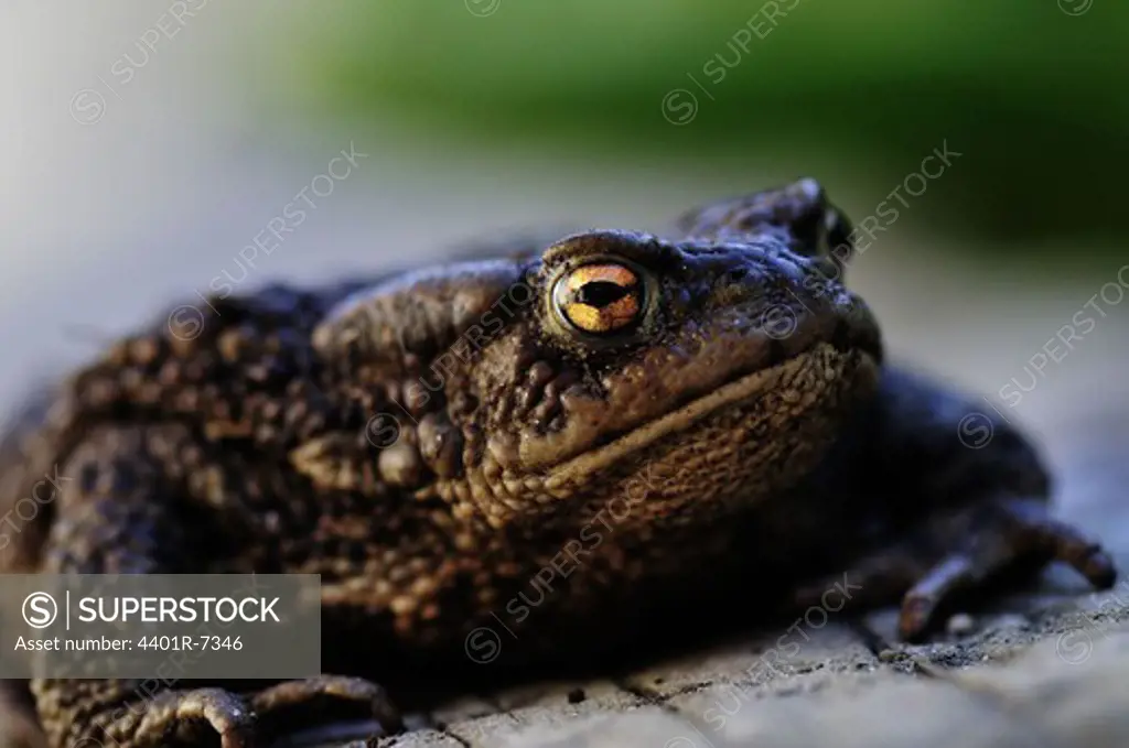 A toad, close-up, Sweden.