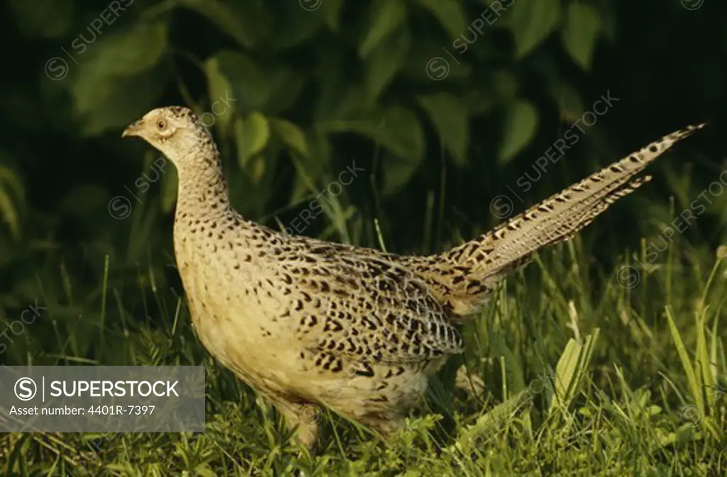 View of pheasant on grass