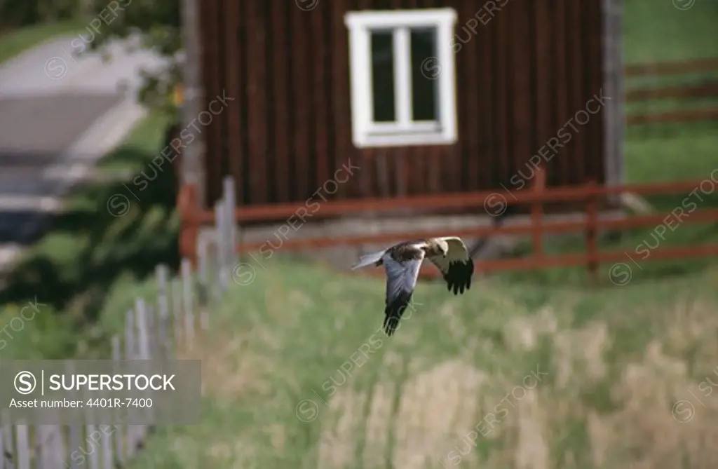 Hawk flying over field with house in background