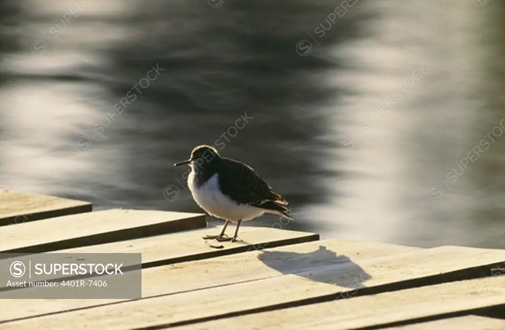 Common sandpiper bird standing on jetty by lake